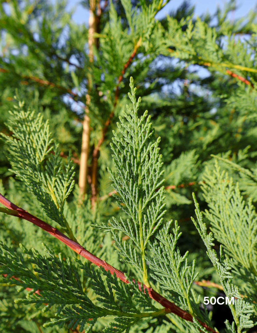 Cupressus leylandii 'Leighton Green' - Evergreen Trees Direct