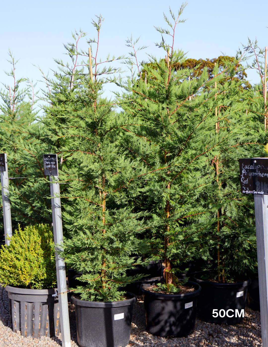 Cupressus leylandii 'Leighton Green' - Evergreen Trees Direct