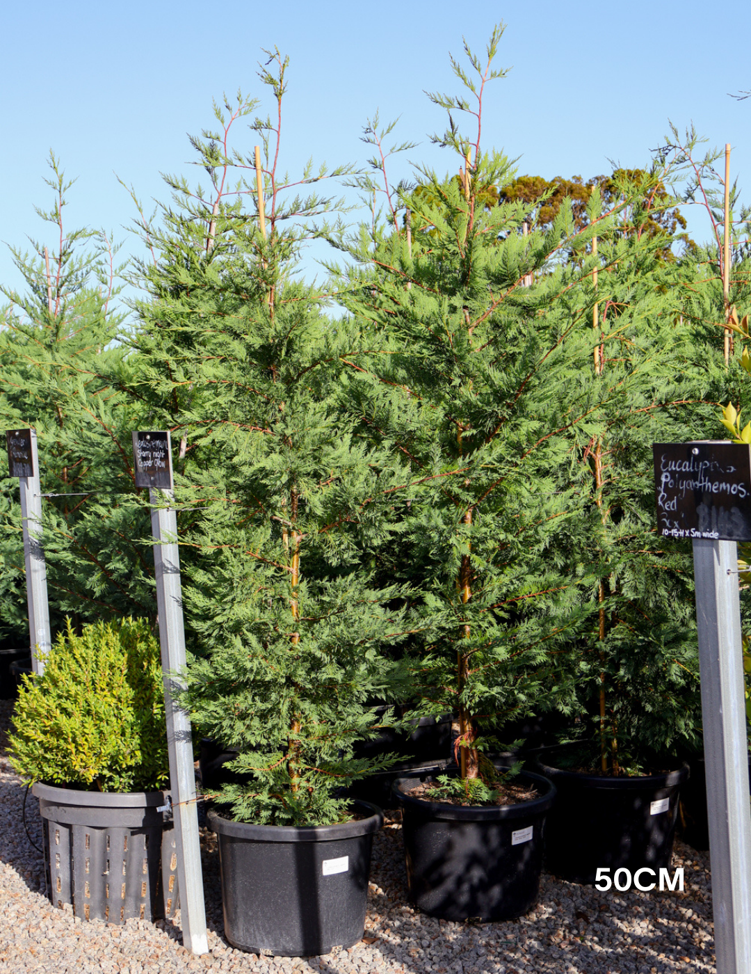 Cupressus leylandii 'Leighton Green' - Evergreen Trees Direct