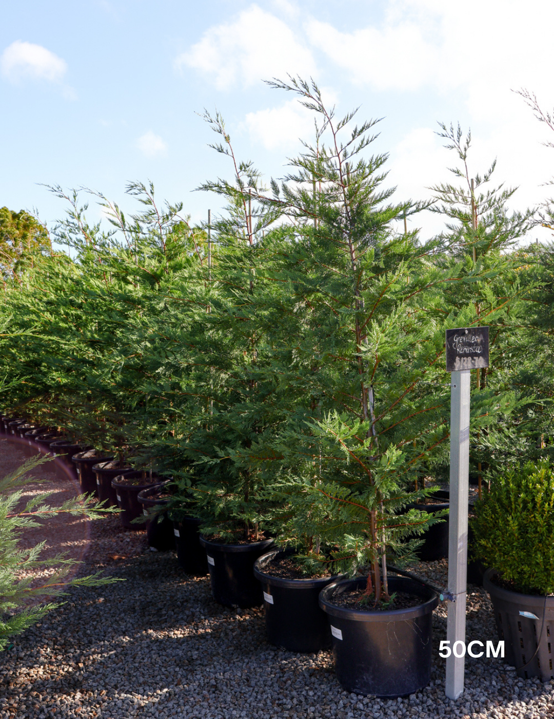 Cupressus leylandii 'Leighton Green' - Evergreen Trees Direct