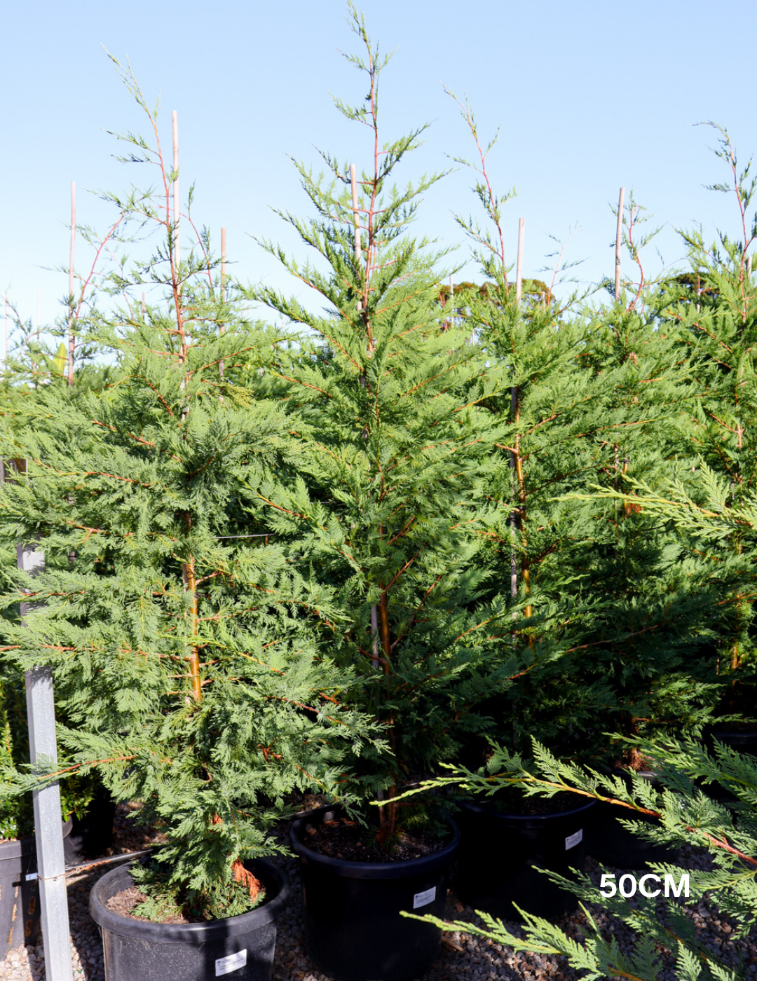 Cupressus leylandii 'Leighton Green' - Evergreen Trees Direct