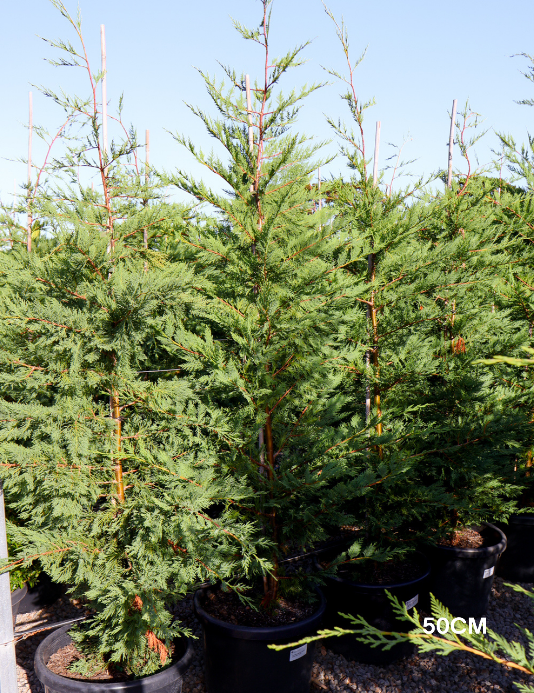 Cupressus leylandii 'Leighton Green' - Evergreen Trees Direct