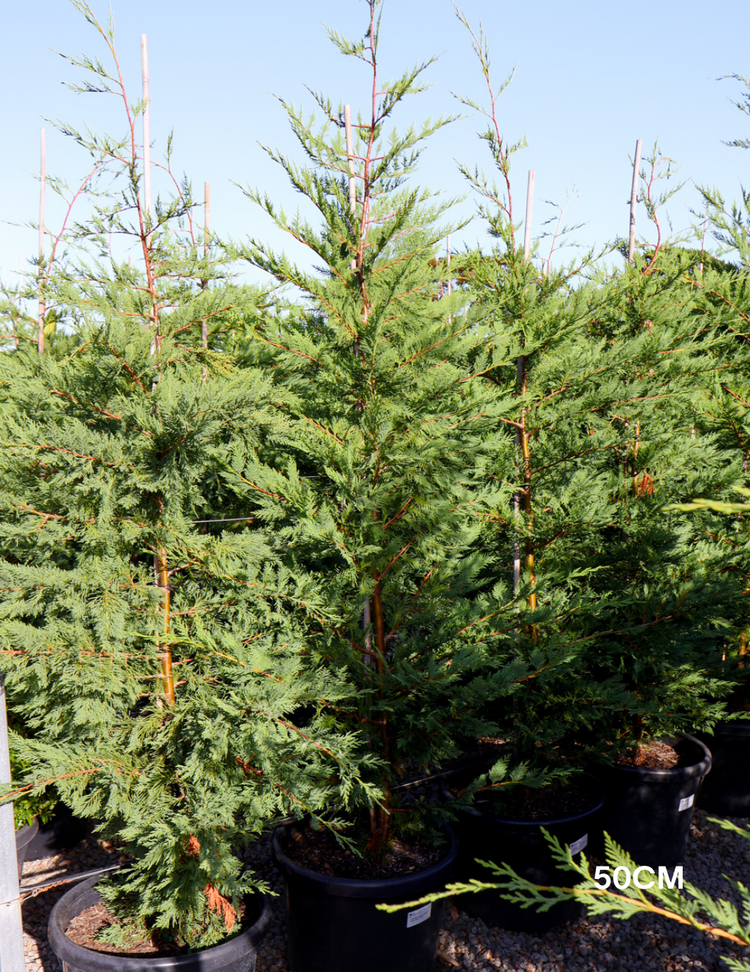 Cupressus leylandii 'Leighton Green'