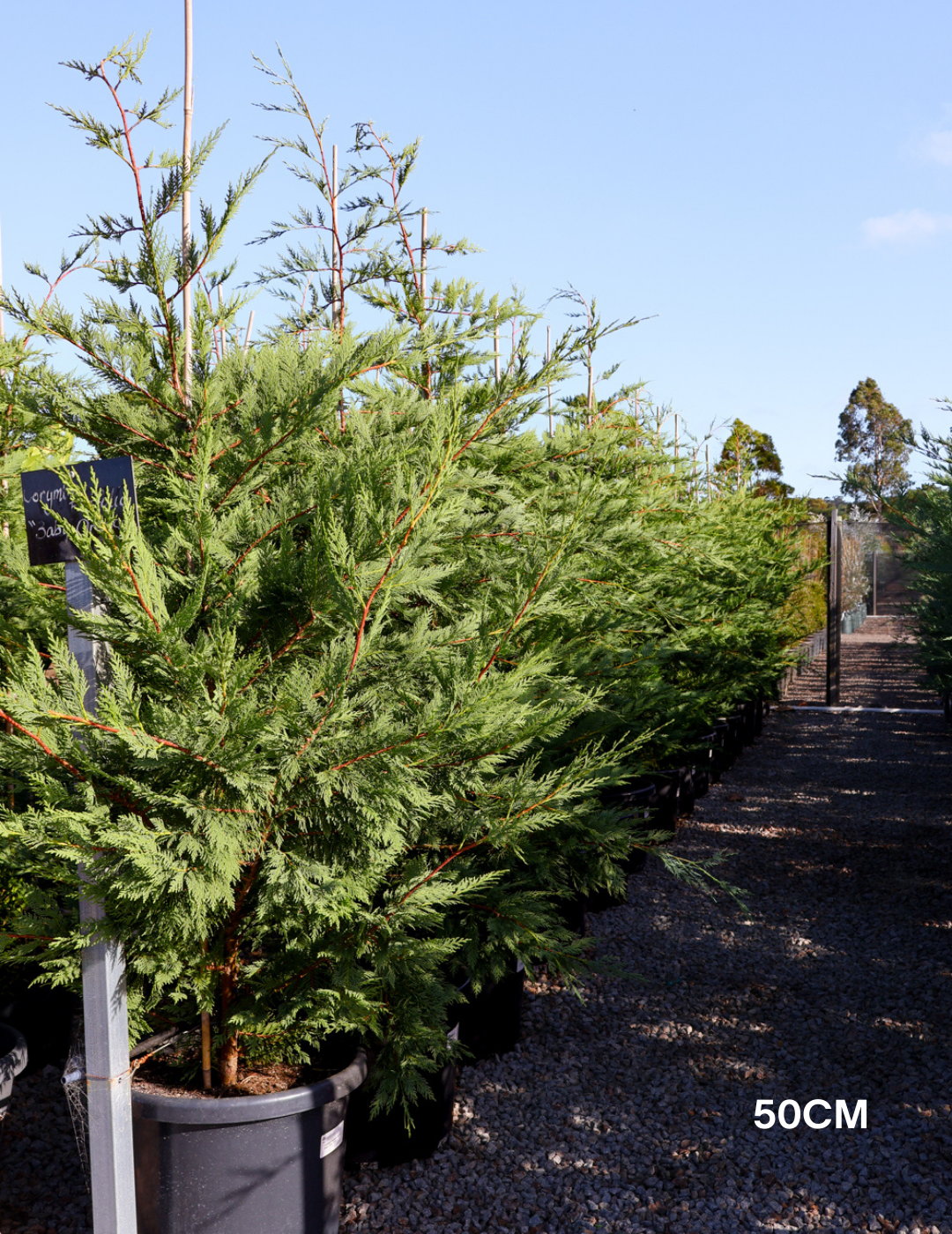 Cupressus leylandii 'Leighton Green' - Evergreen Trees Direct