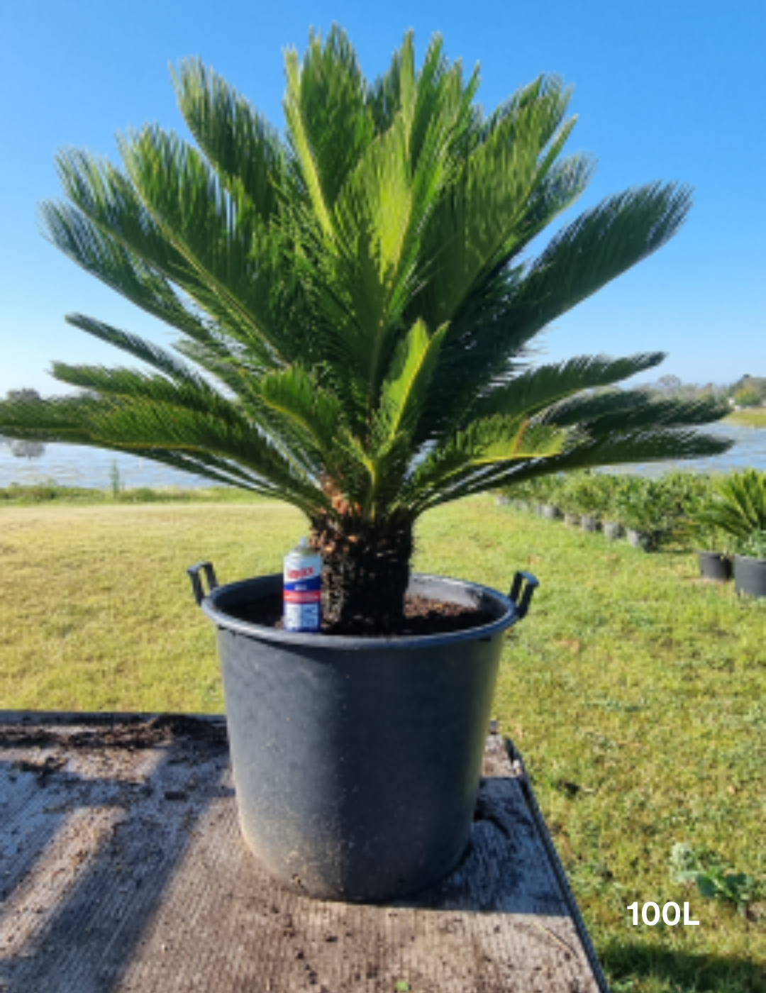 Cycas revoluta (Sago Palm) - Evergreen Trees Direct