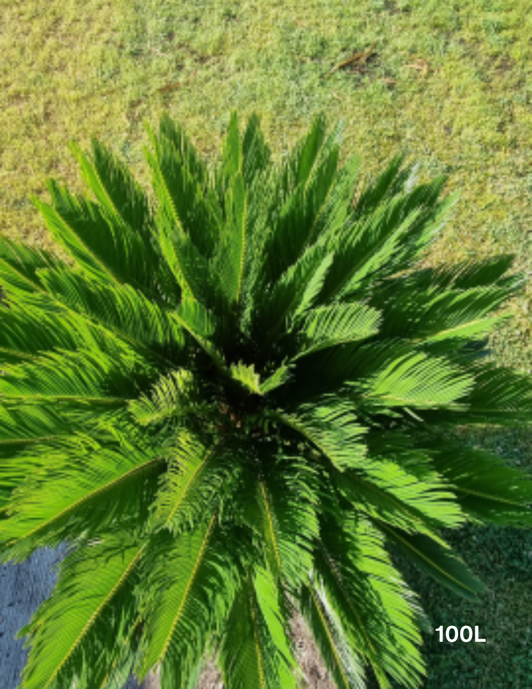 Cycas revoluta (Sago Palm) - Evergreen Trees Direct