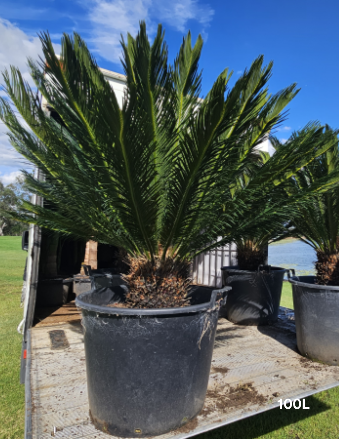 Cycas revoluta (Sago Palm) - Evergreen Trees Direct