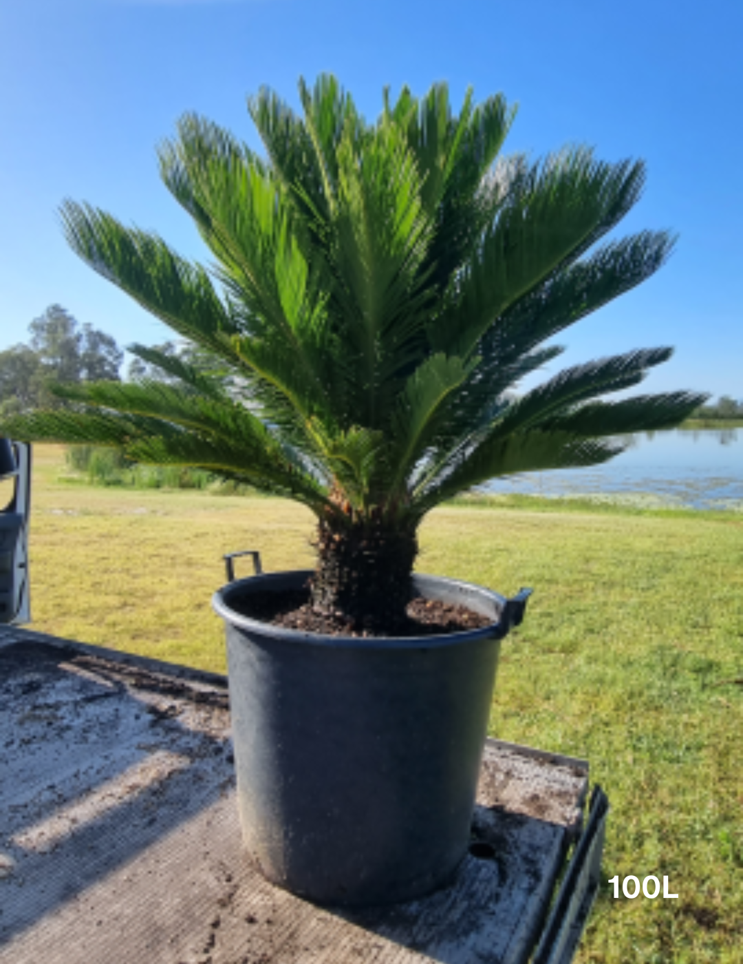 Cycas revoluta (Sago Palm) - Evergreen Trees Direct