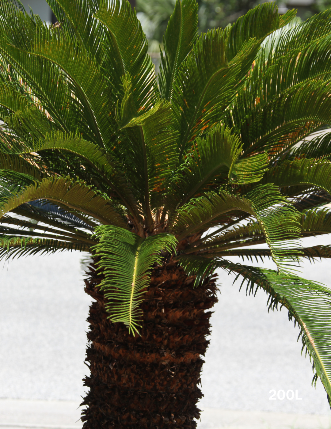 Cycas revoluta (Sago Palm) - Evergreen Trees Direct