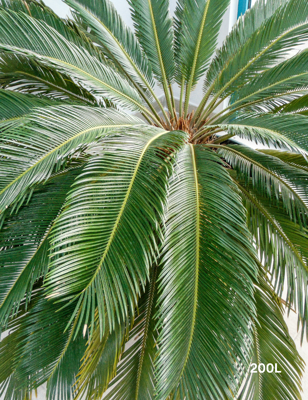 Cycas revoluta (Sago Palm) - Evergreen Trees Direct