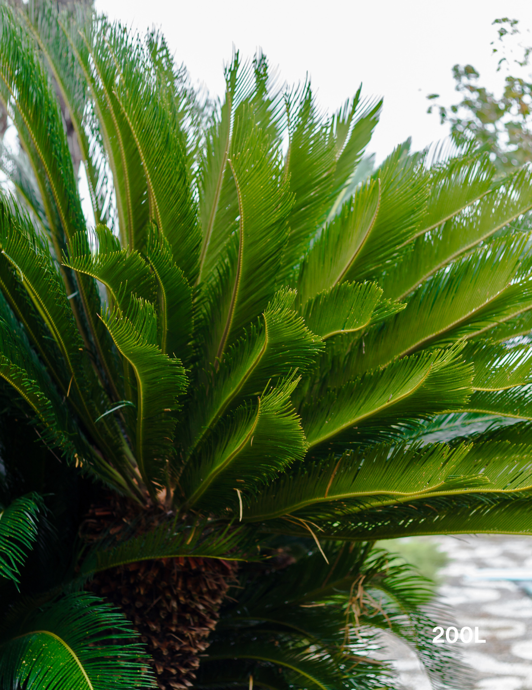 Cycas revoluta (Sago Palm) - Evergreen Trees Direct