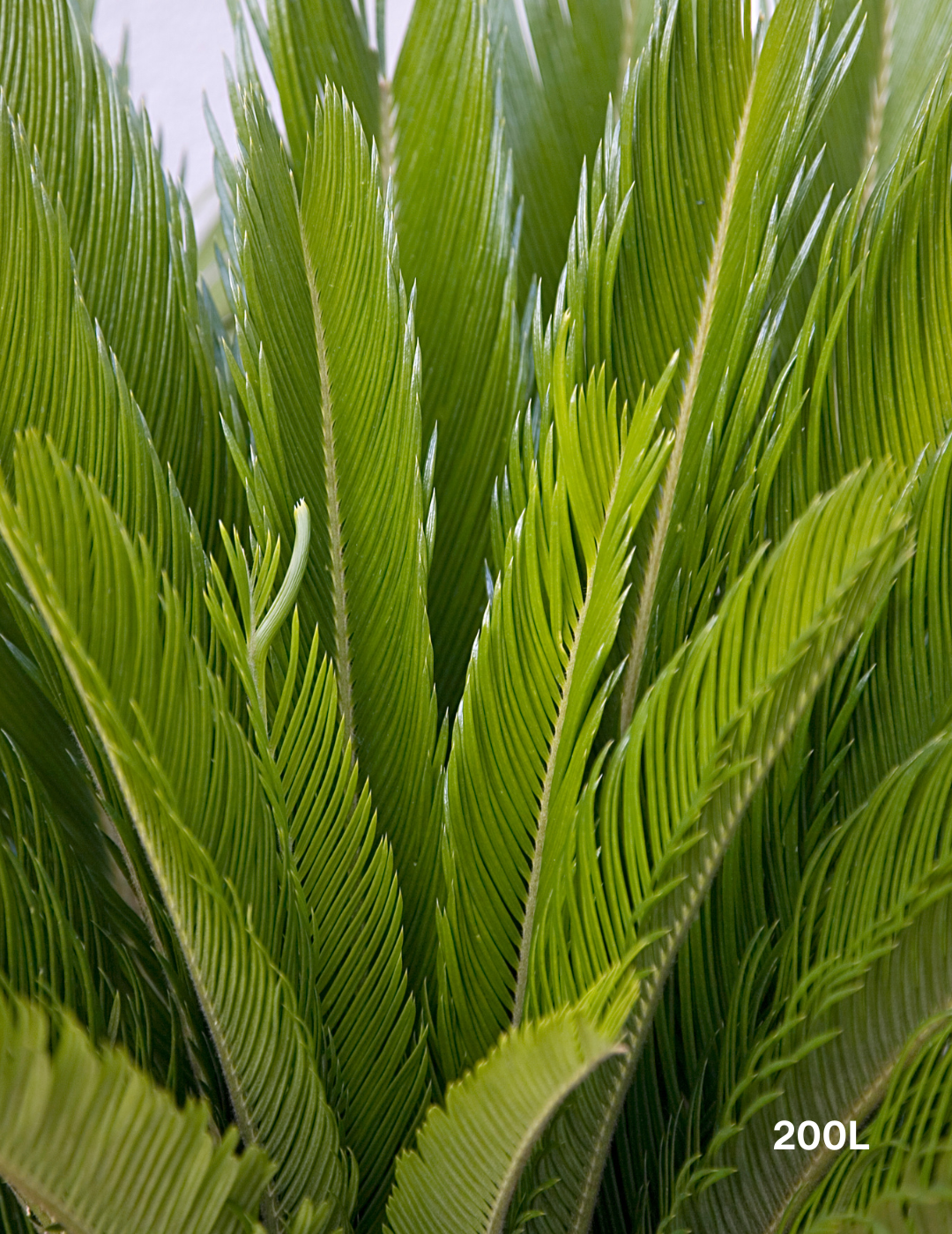 Cycas revoluta (Sago Palm)