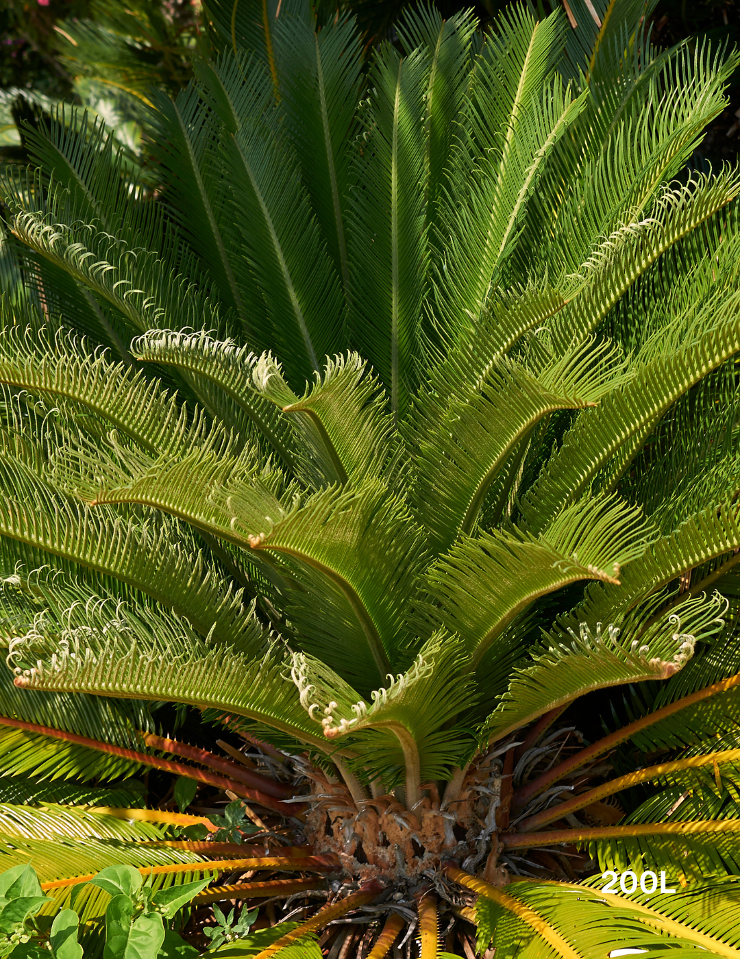 Cycas revoluta (Sago Palm) - Evergreen Trees Direct