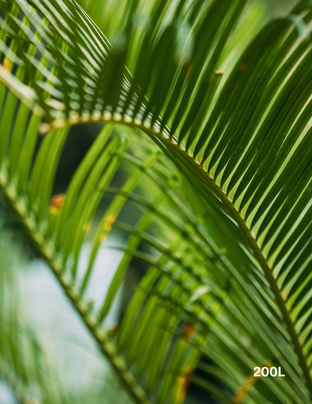 Cycas revoluta (Sago Palm) - Evergreen Trees Direct