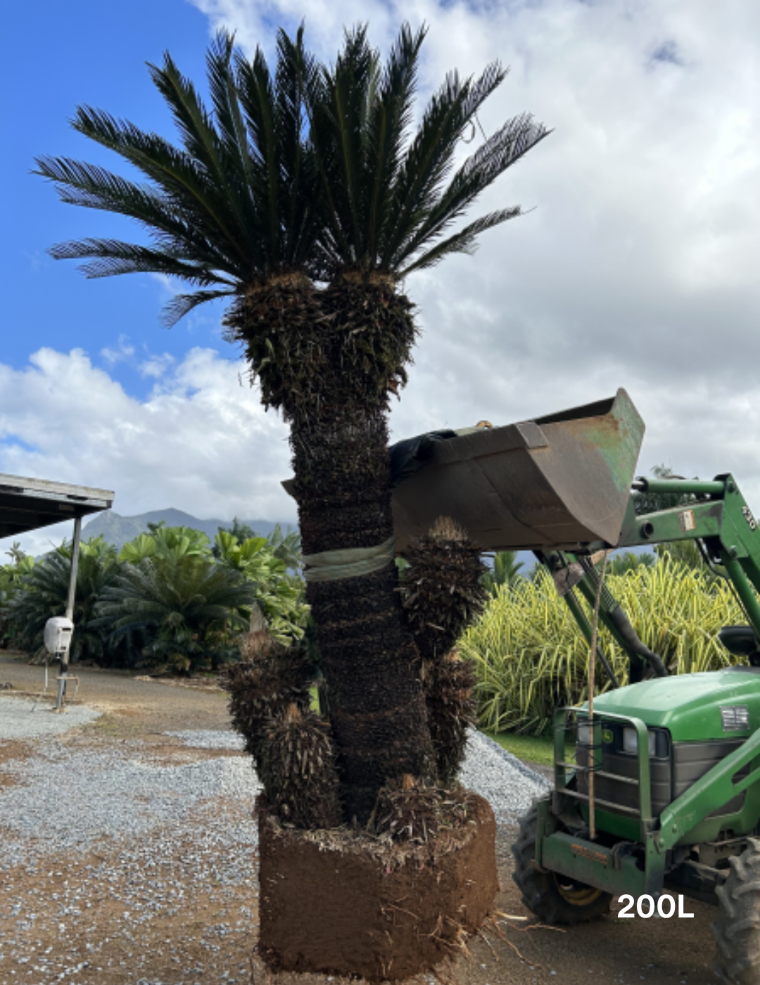 Cycas revoluta (Sago Palm) - Evergreen Trees Direct