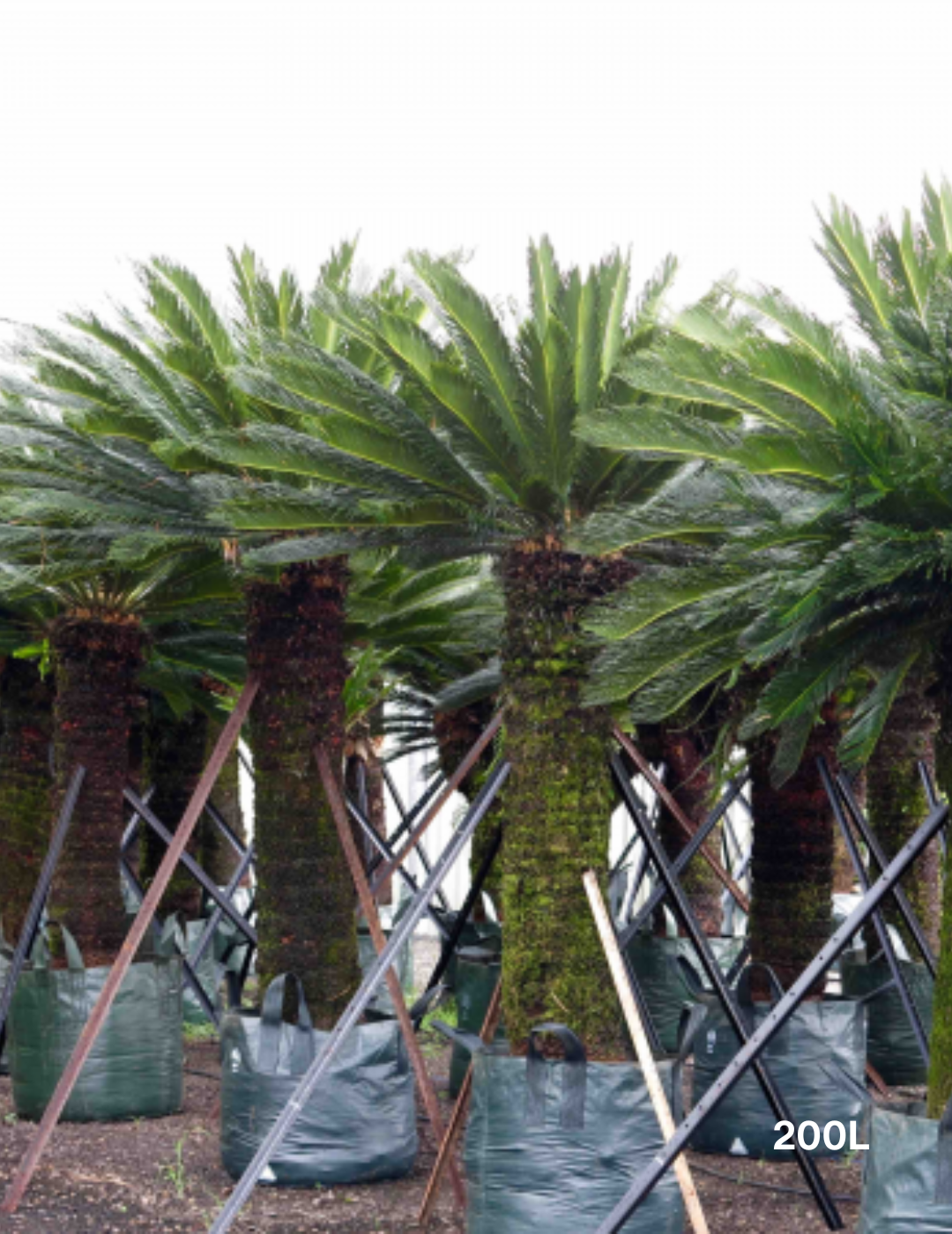 Cycas revoluta (Sago Palm) - Evergreen Trees Direct