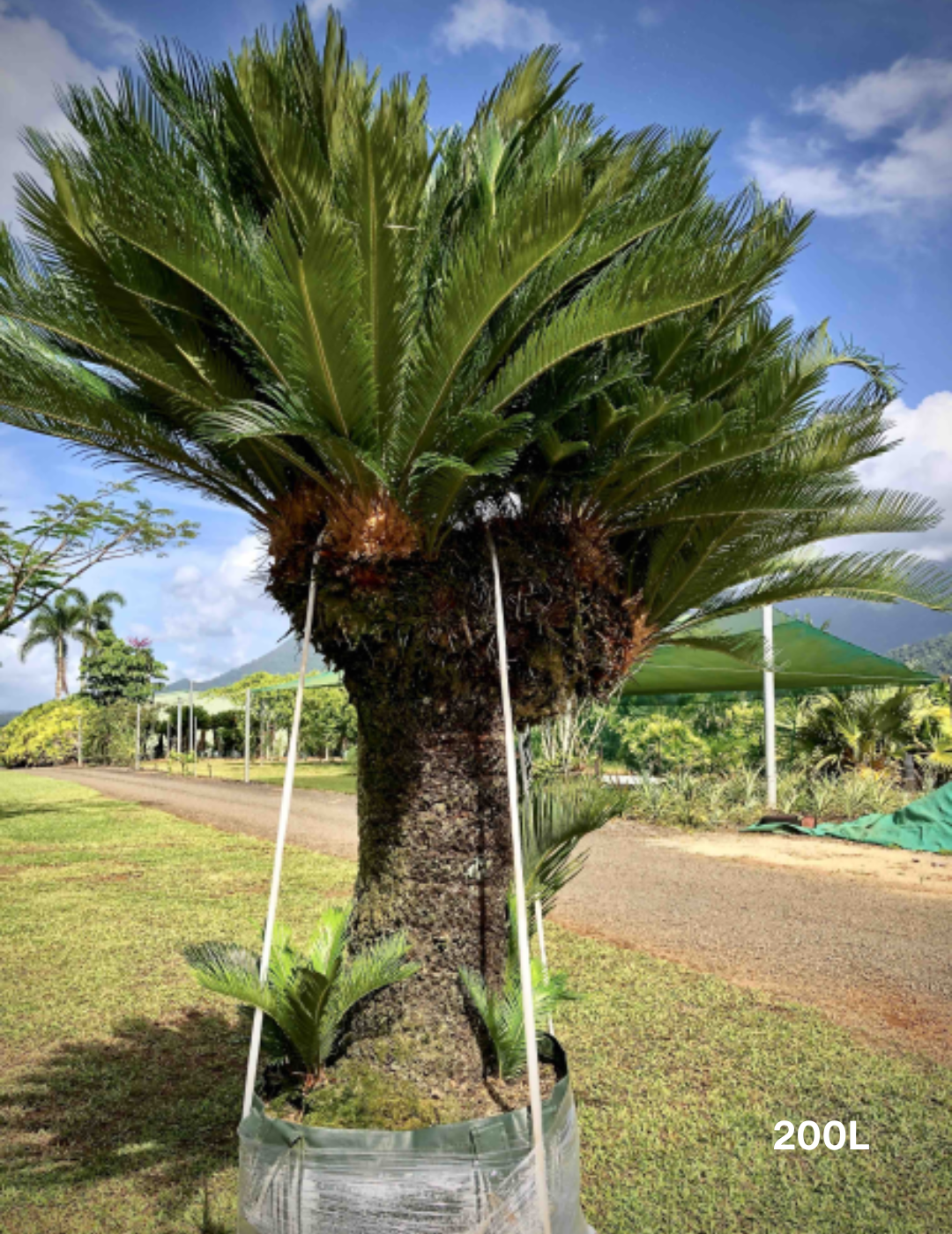 Cycas revoluta (Sago Palm) - Evergreen Trees Direct