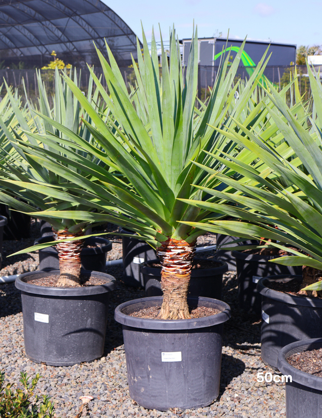 Dracaena draco (Dragon Tree) - Evergreen Trees Direct