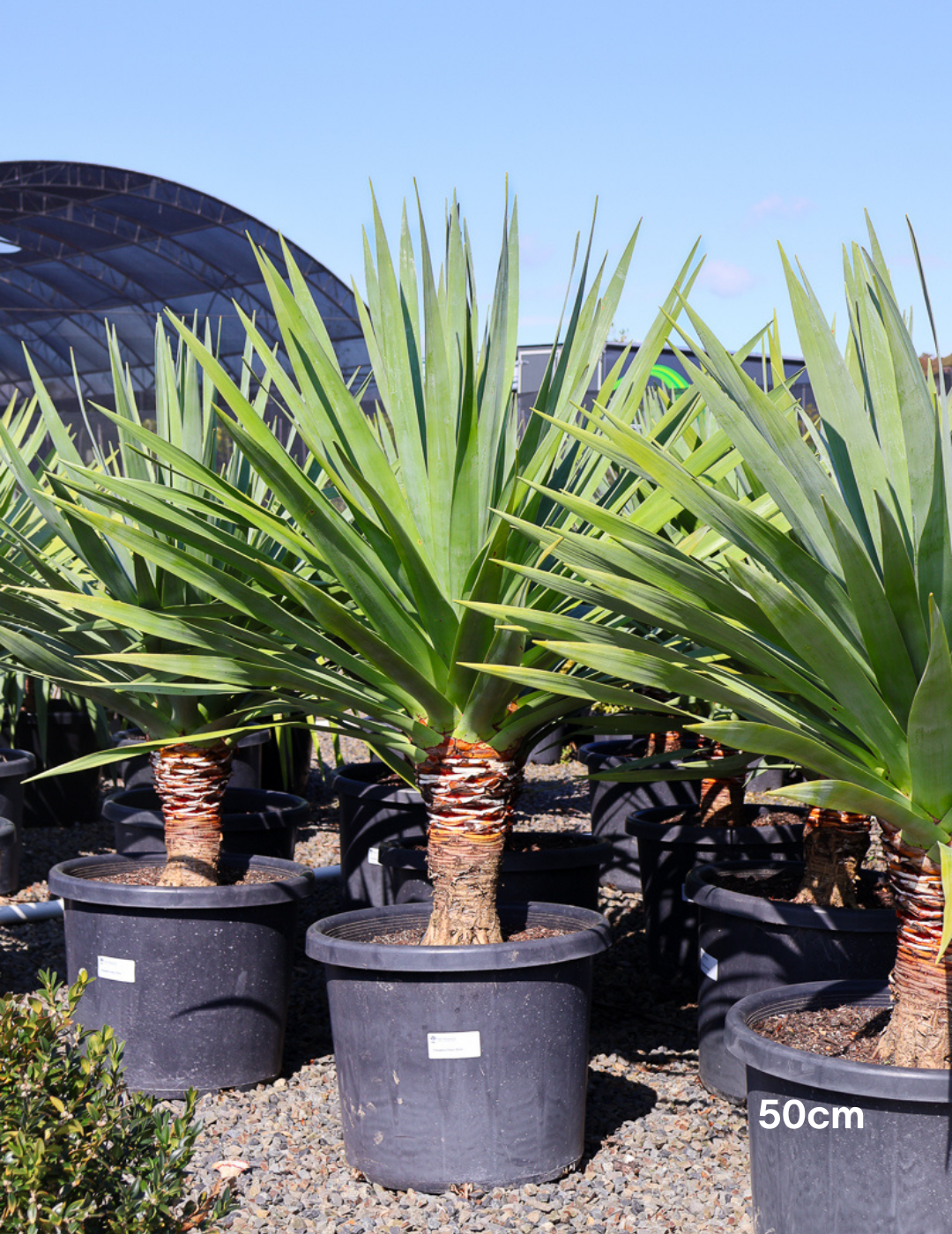 Dracaena draco (Dragon Tree) - Evergreen Trees Direct