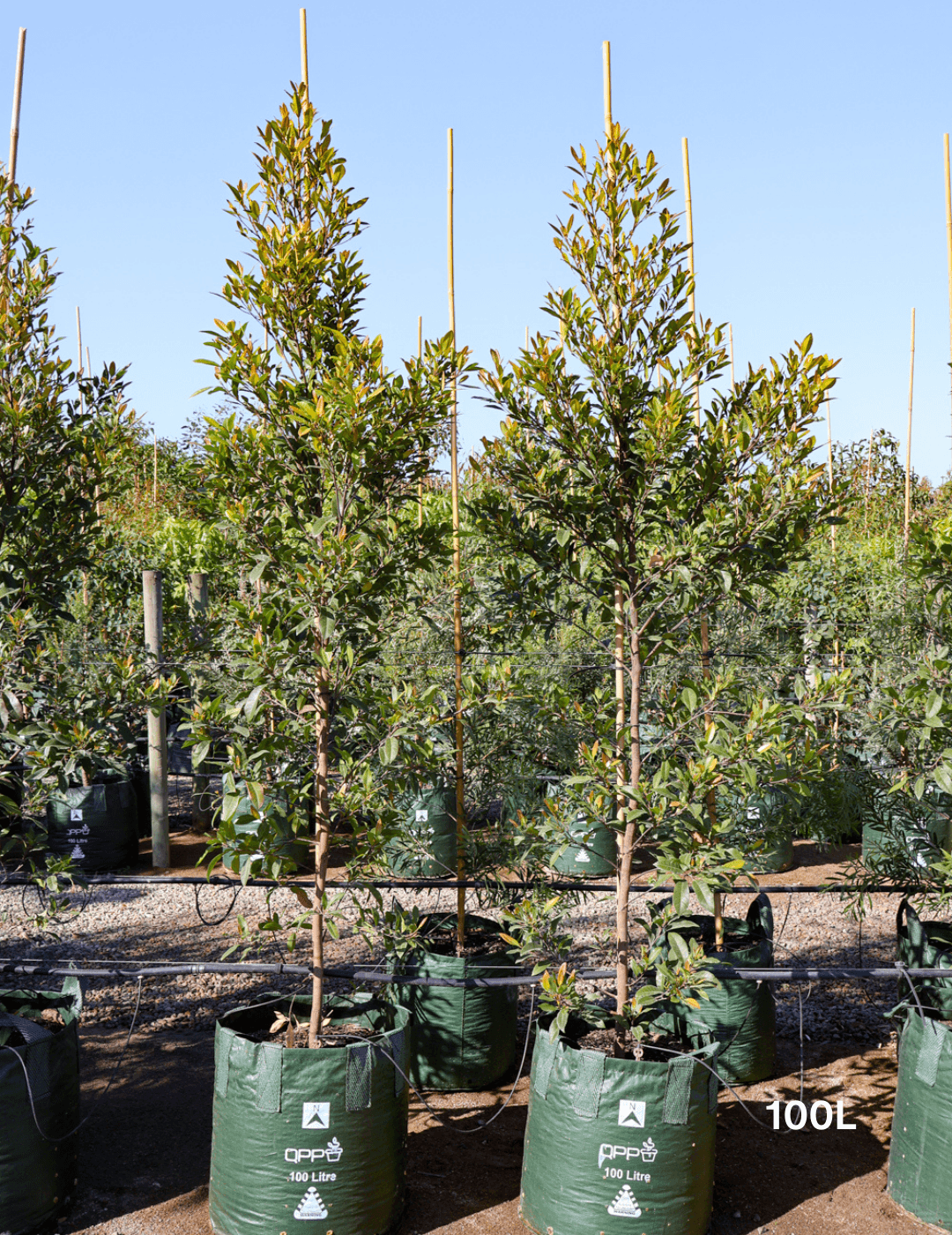 Elaeocarpus reticulatus (Blueberry Ash)