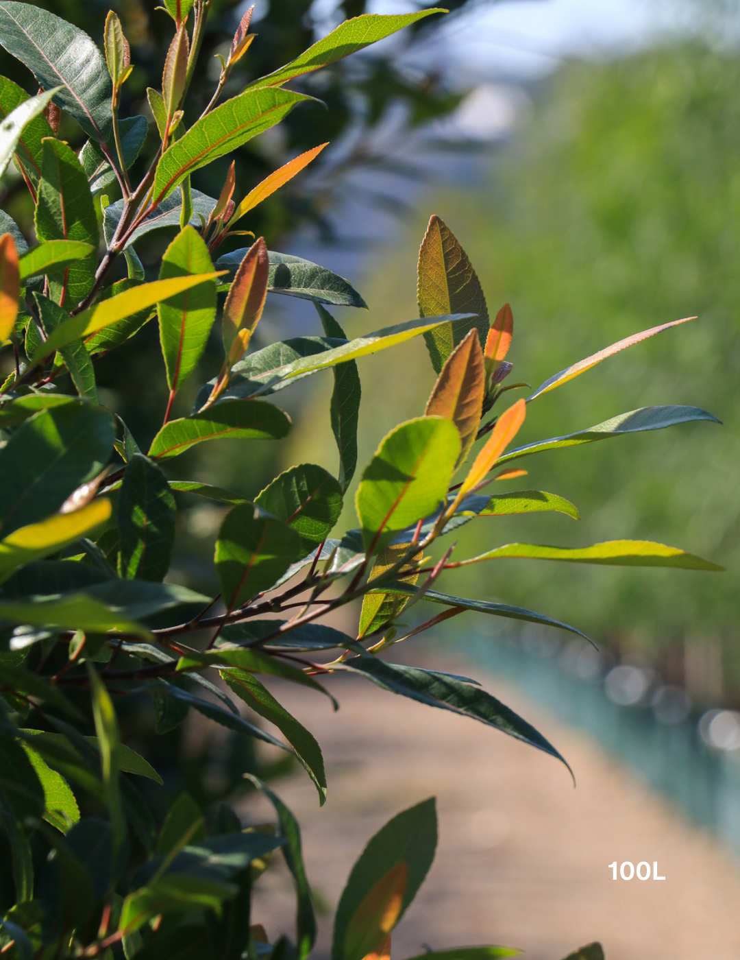 Elaeocarpus reticulatus (Blueberry Ash)