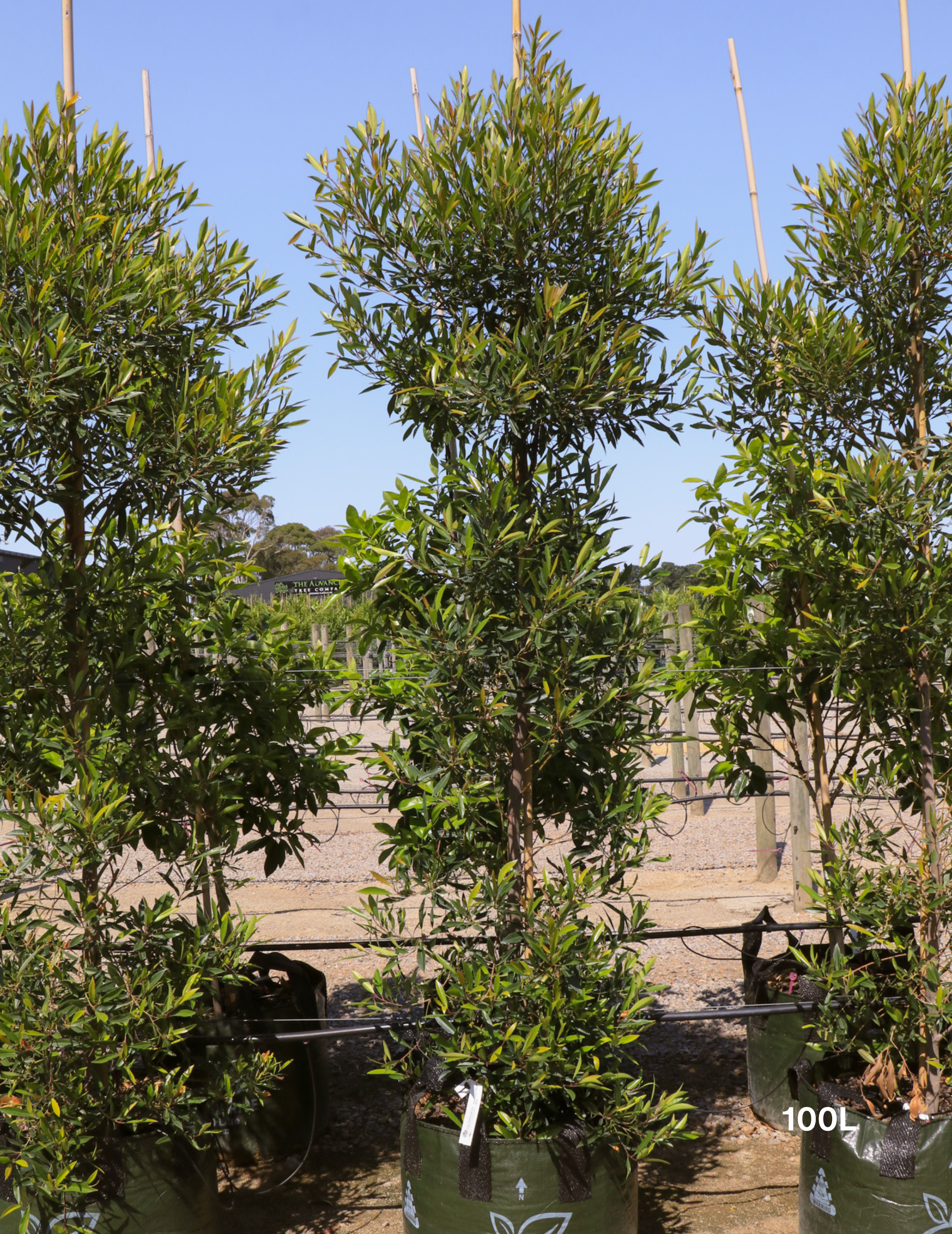 Elaeocarpus Reticulates White