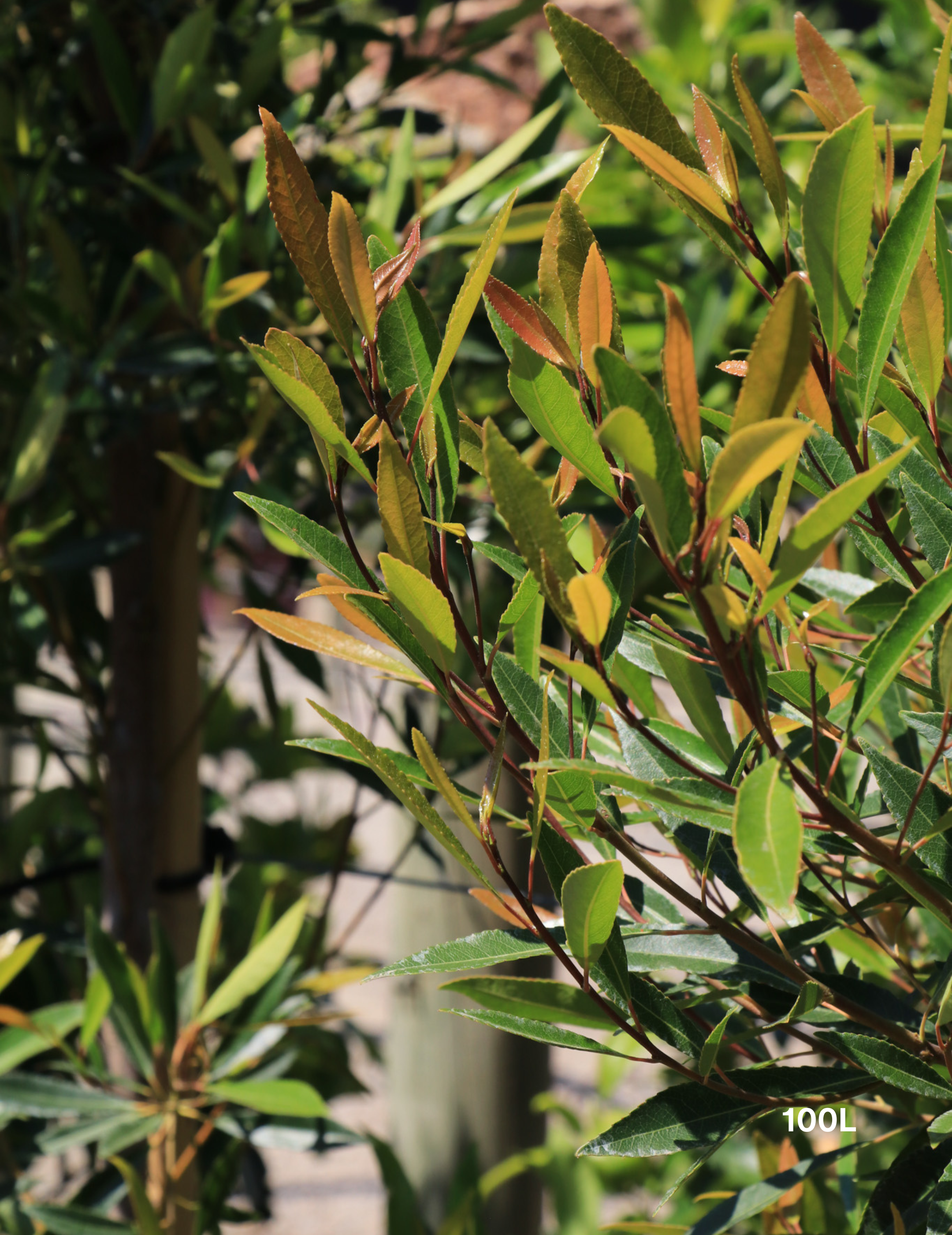 Elaeocarpus Reticulates White