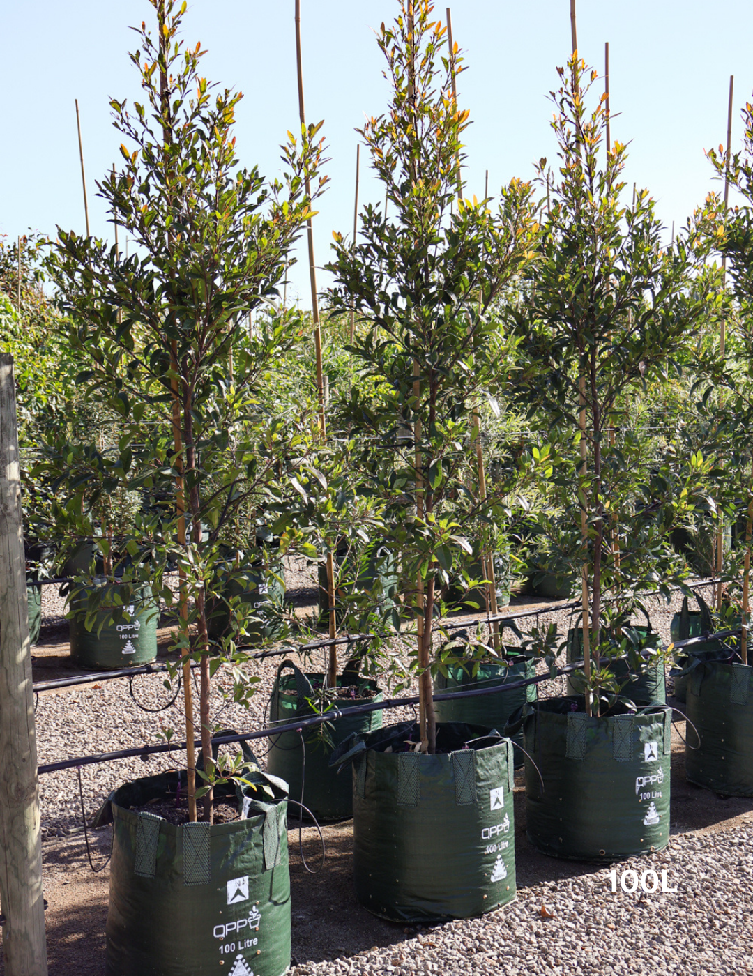 Elaeocarpus reticulatus (Blueberry Ash)