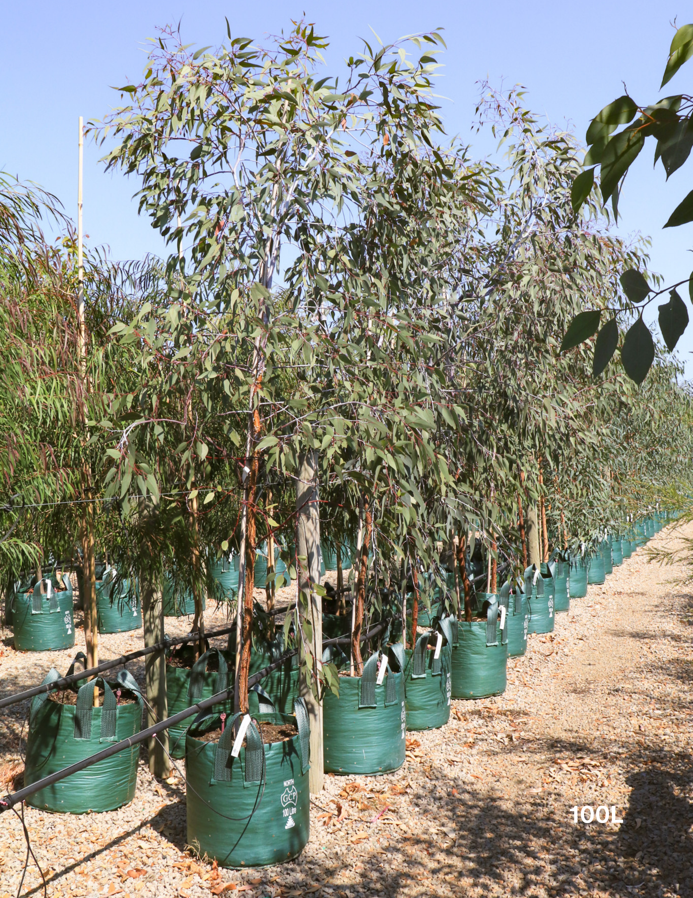 Eucalyptus caesia 'Silver Princess' - Silver Princess Gum