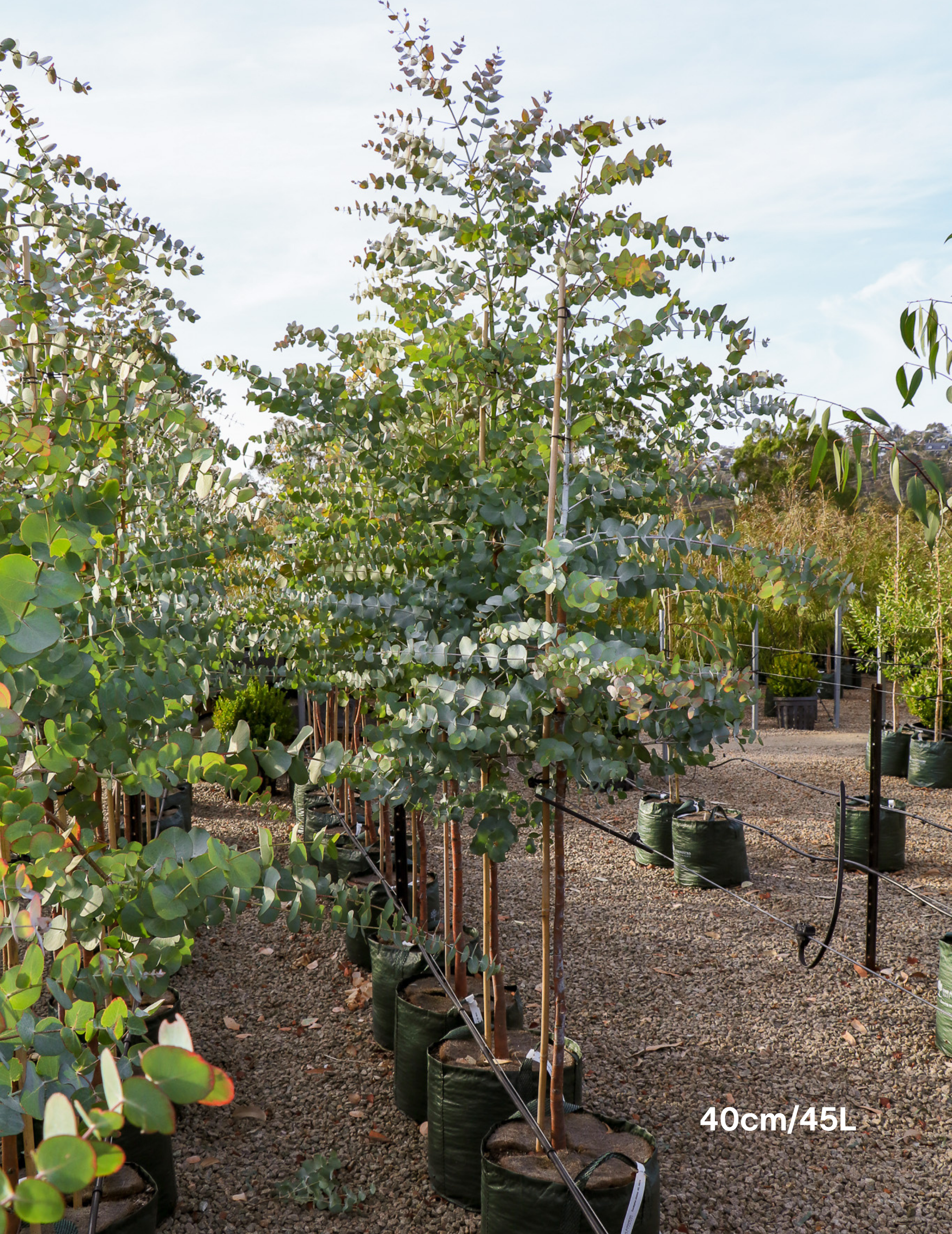 Eucalyptus cinerea – Silver Dollar Gum