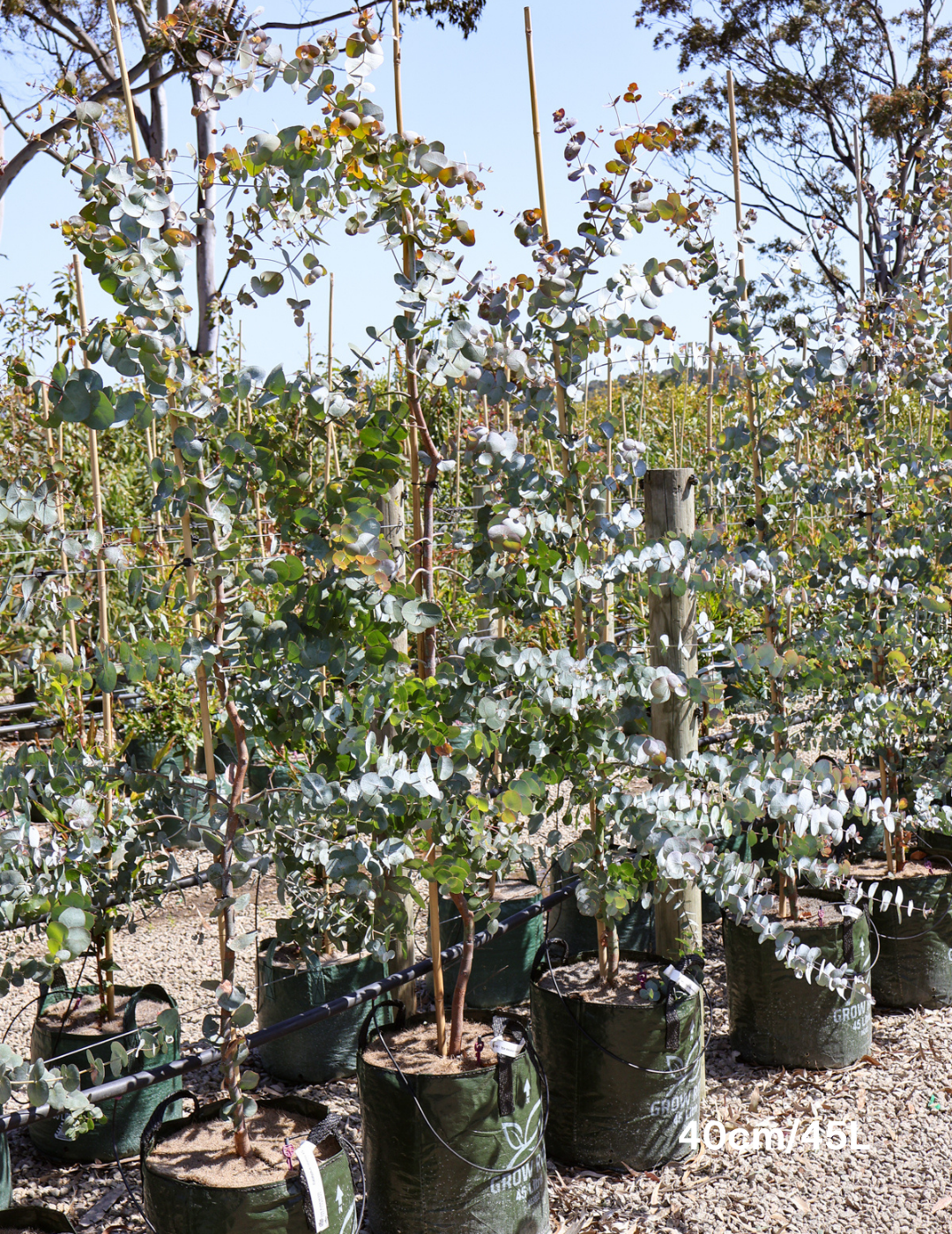 Eucalyptus cinerea - Evergreen Trees Direct