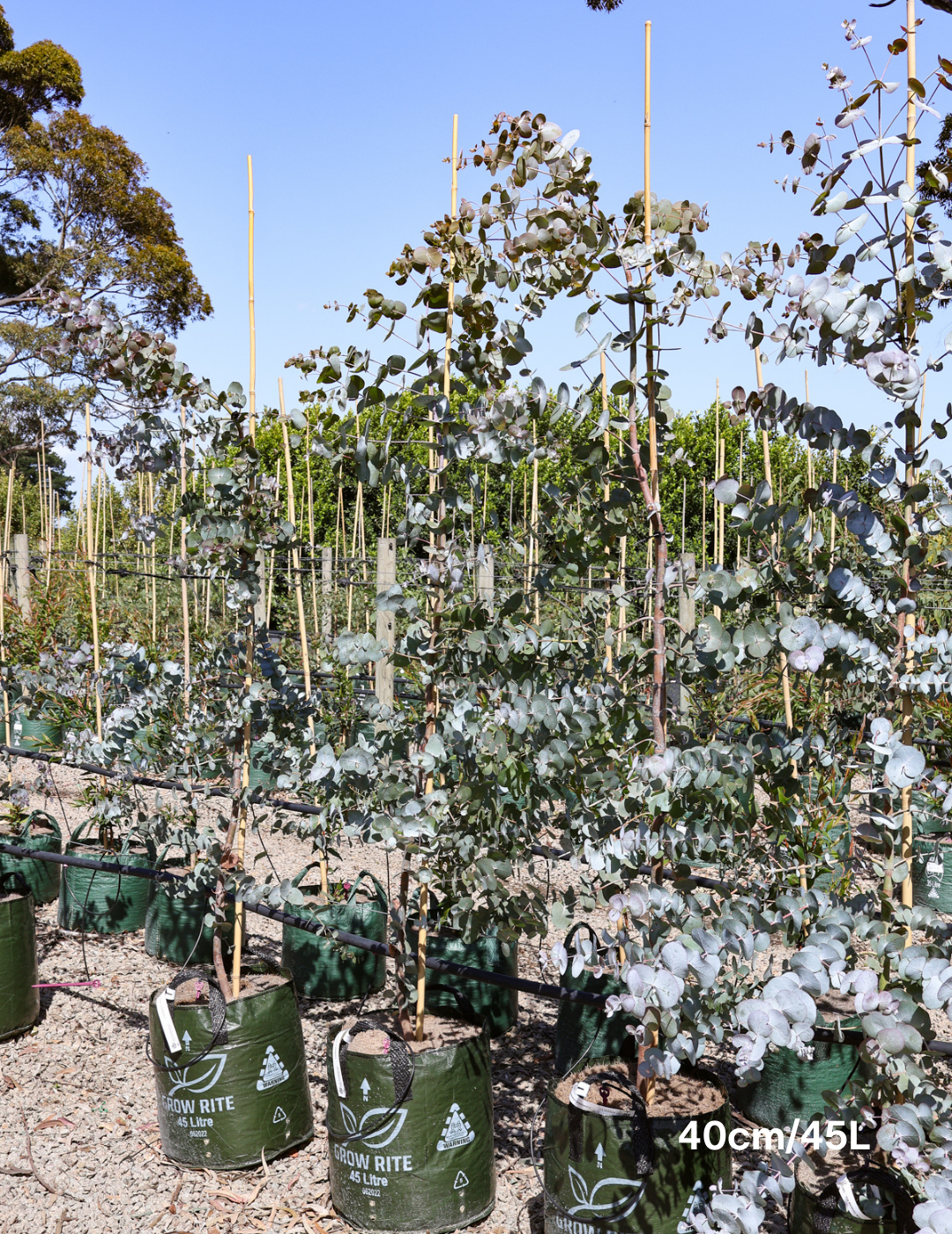 Eucalyptus cinerea - Evergreen Trees Direct