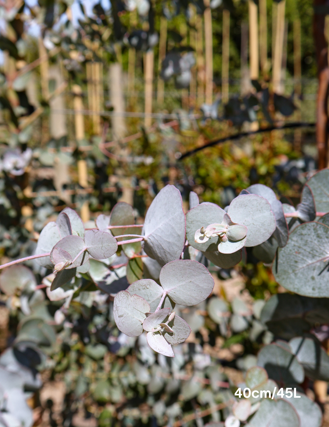 Eucalyptus cinerea - Evergreen Trees Direct