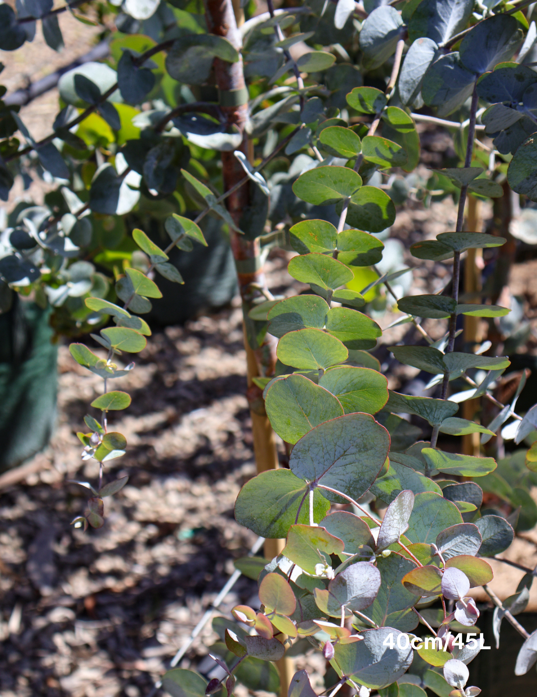 Eucalyptus cinerea - Evergreen Trees Direct