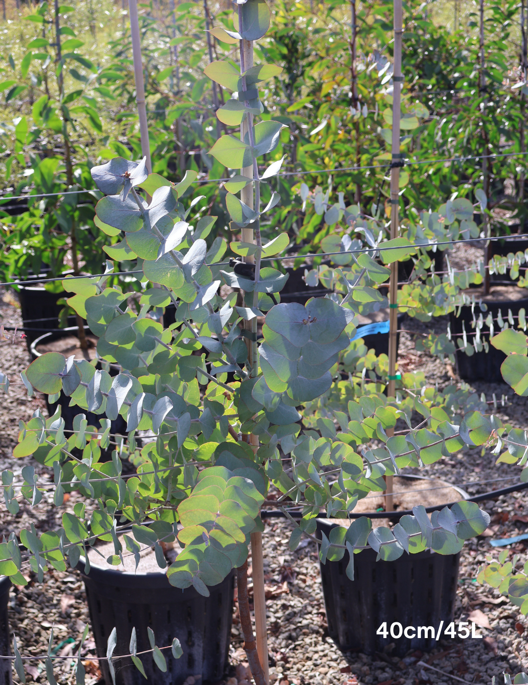 Eucalyptus cinerea - Evergreen Trees Direct