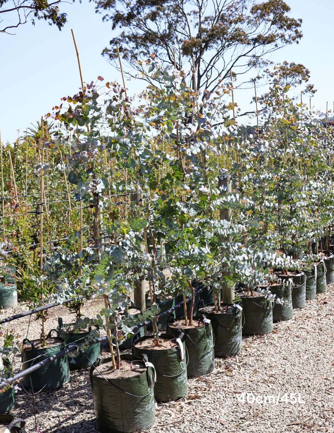 Eucalyptus cinerea - Evergreen Trees Direct