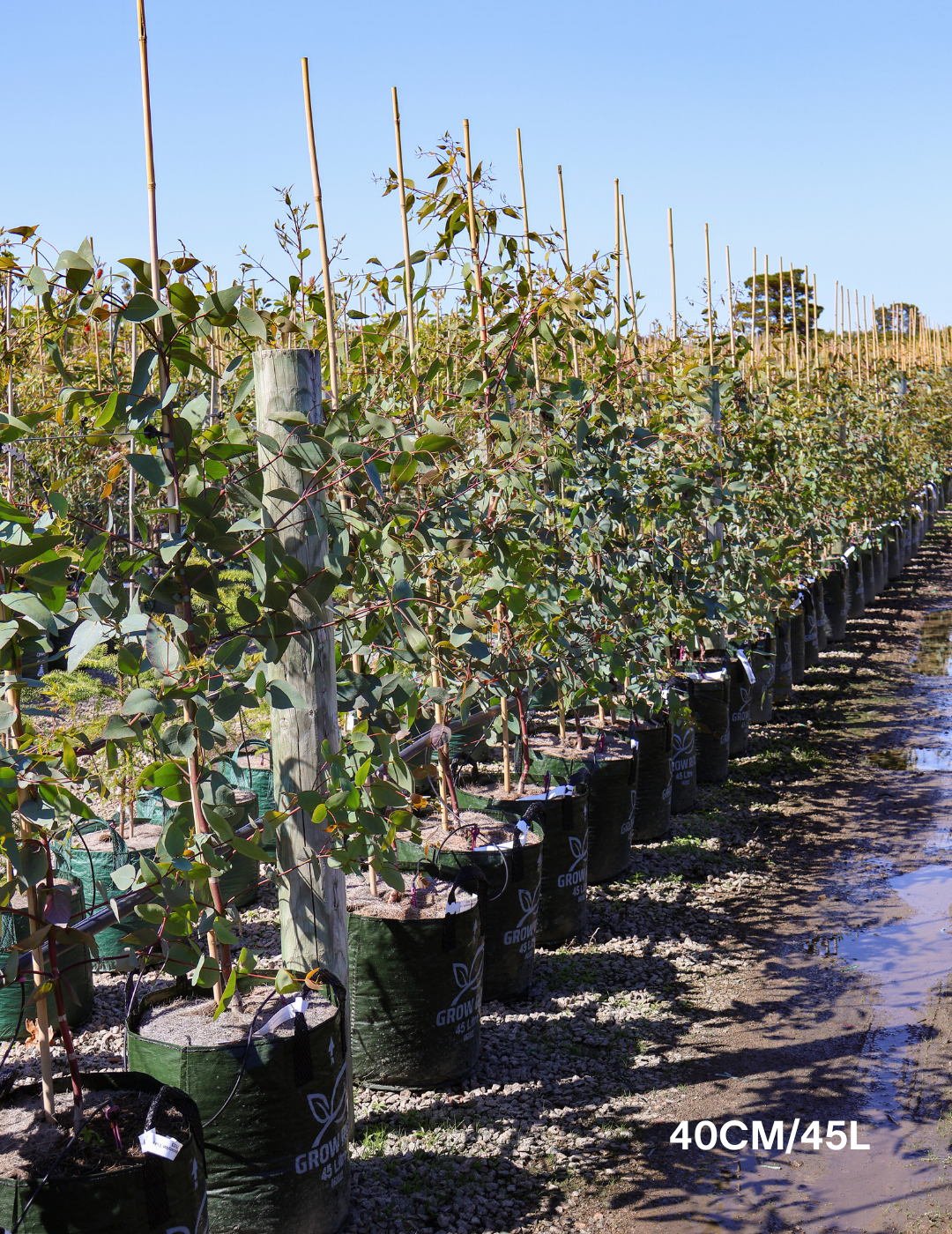 Eucalyptus leucoxylon 'Euky Dwarf' - Evergreen Trees Direct