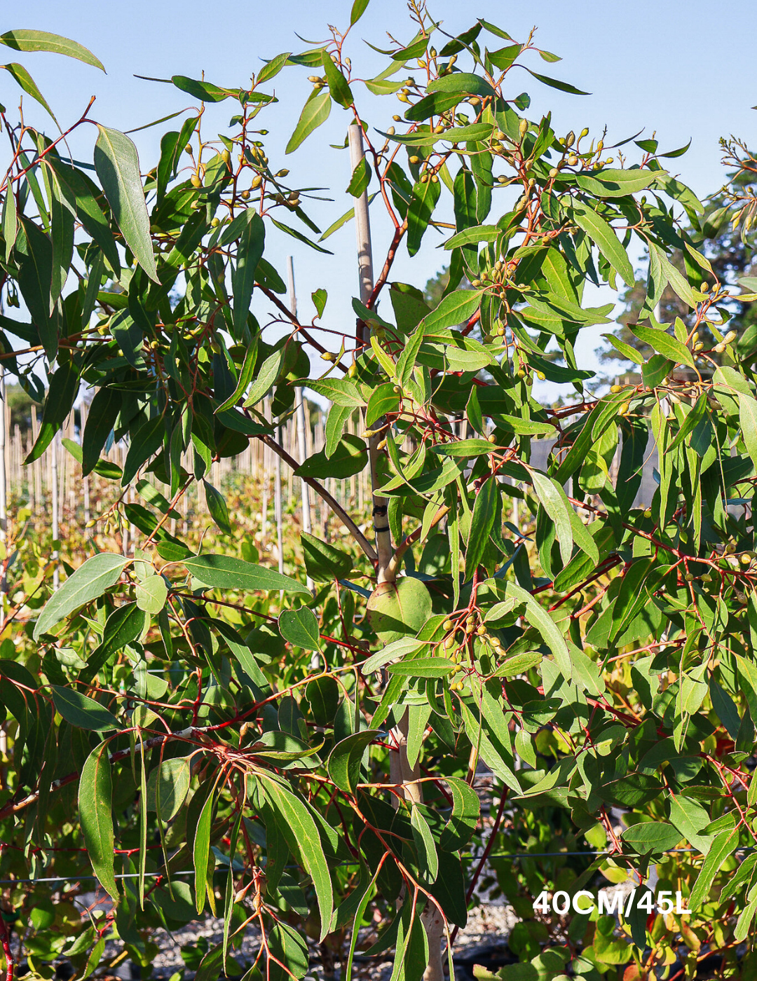 Eucalyptus leucoxylon 'Euky Dwarf' - Evergreen Trees Direct