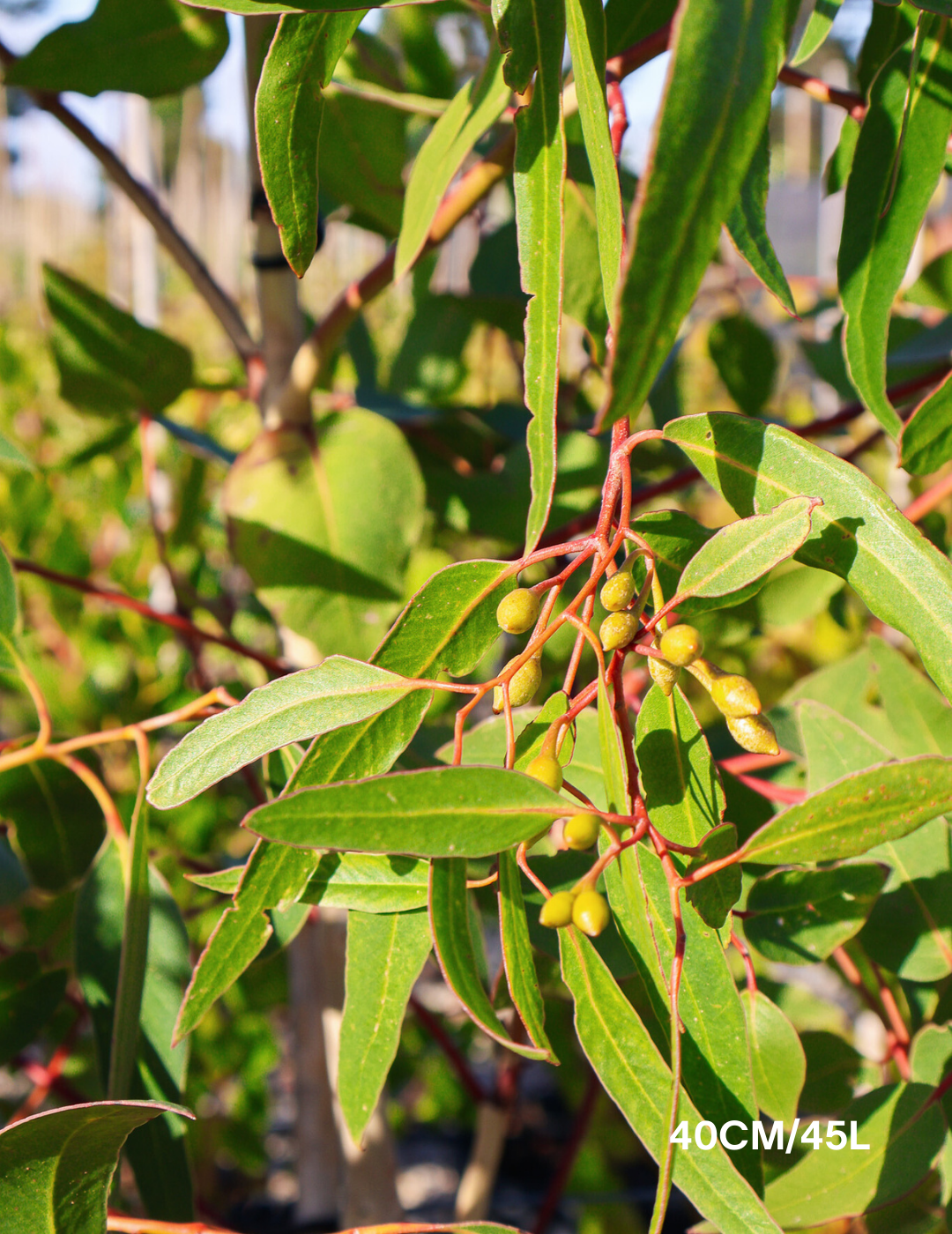 Eucalyptus leucoxylon 'Euky Dwarf' - Evergreen Trees Direct