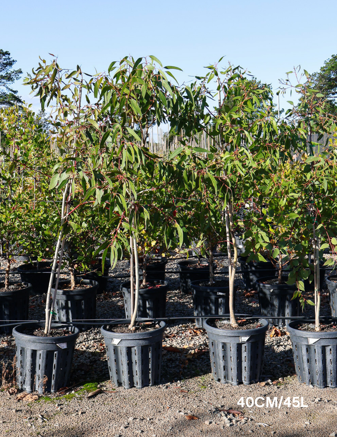 Eucalyptus leucoxylon 'Euky Dwarf' - Evergreen Trees Direct