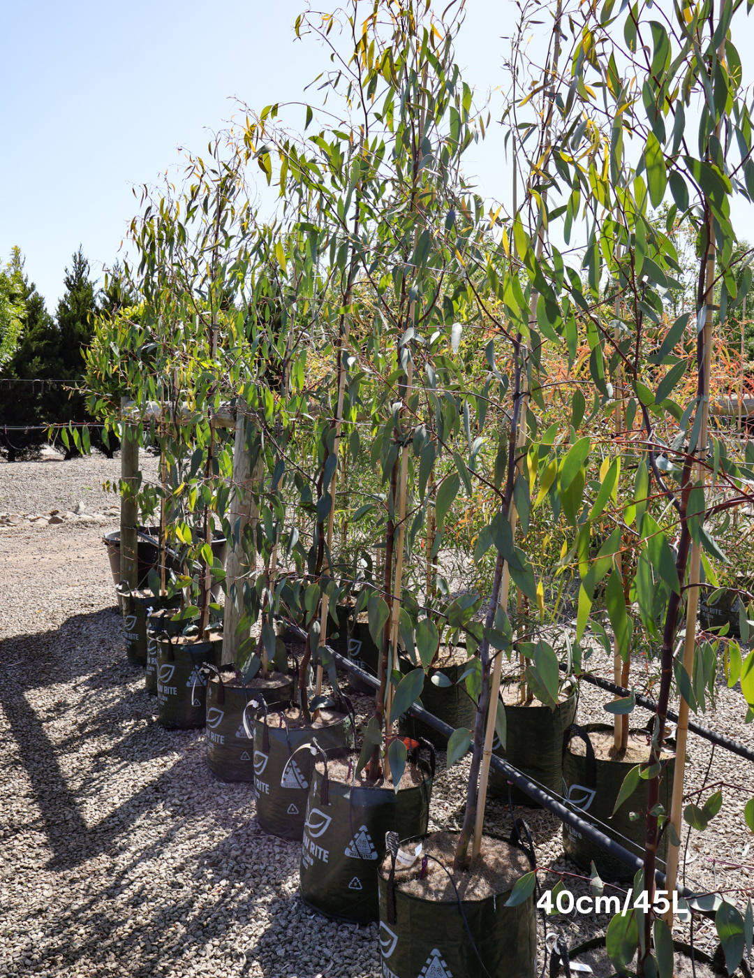 Eucalyptus Pauciflora