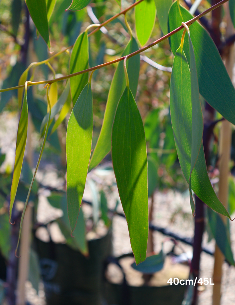 Eucalyptus Pauciflora