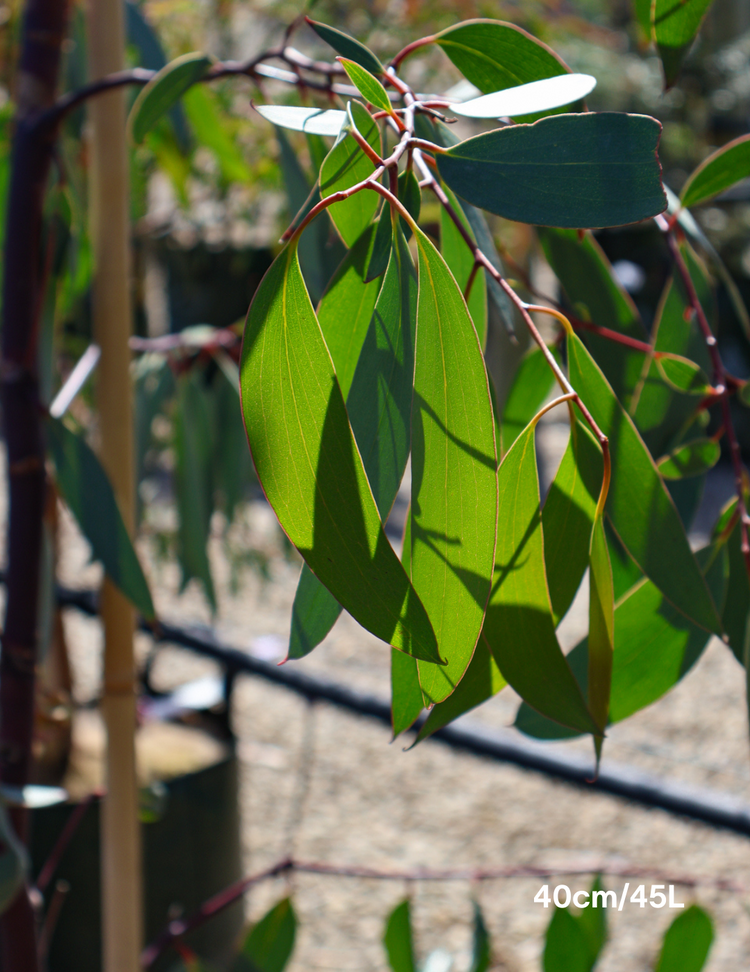 Eucalyptus Pauciflora