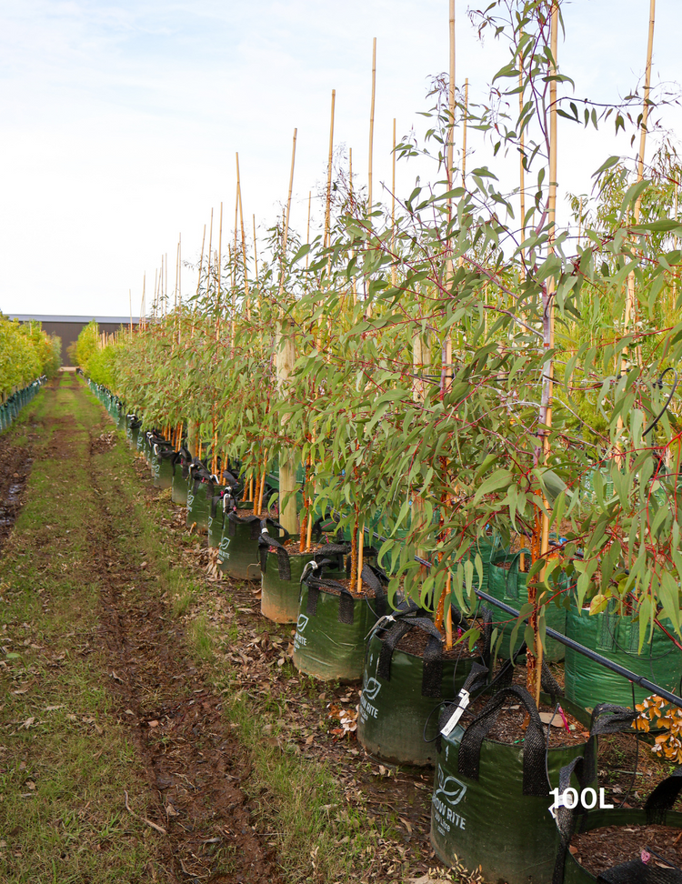 Eucalyptus caesia 'Silver Princess'