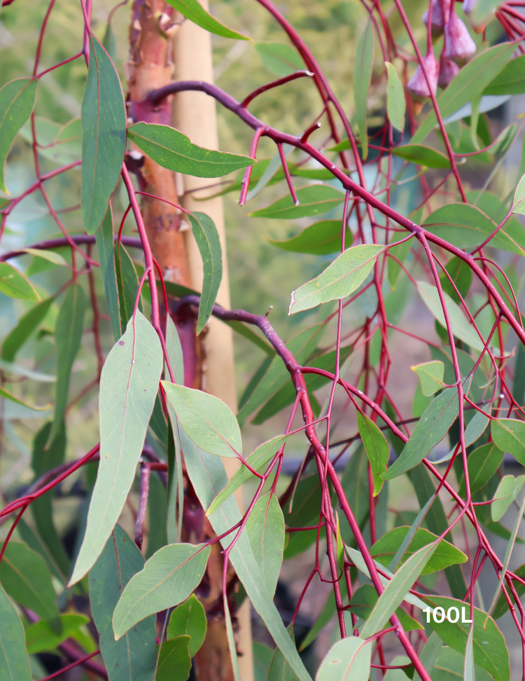 Eucalyptus caesia 'Silver Princess'