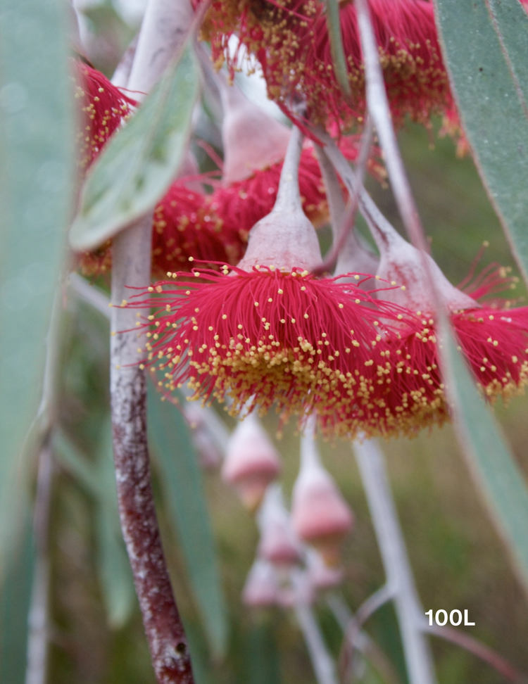 Eucalyptus caesia 'Silver Princess'