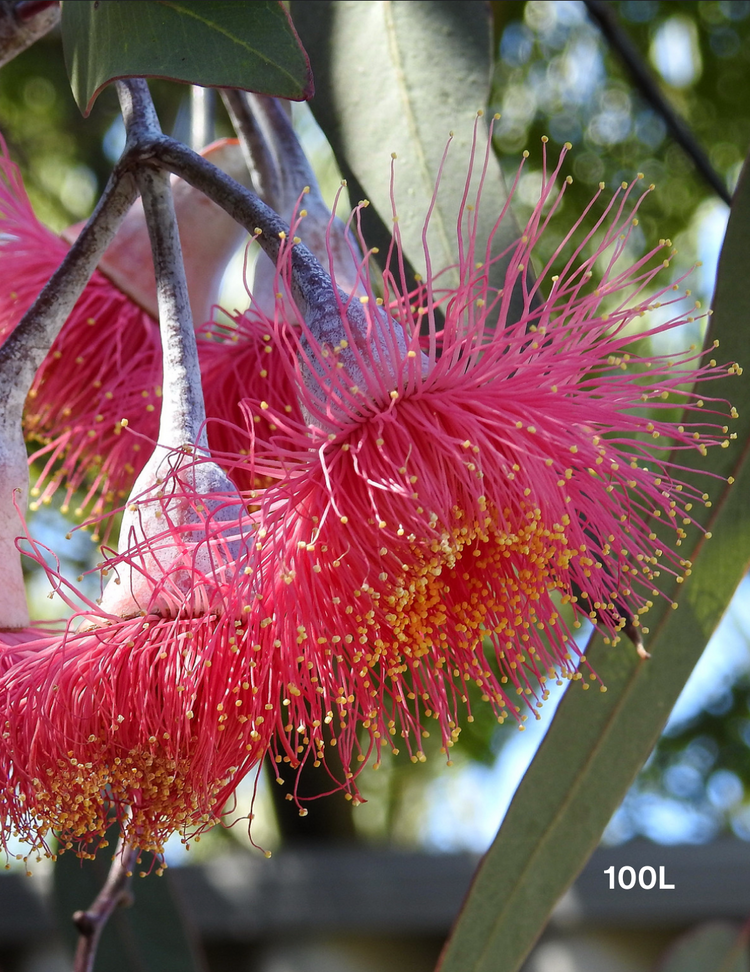 Eucalyptus caesia 'Silver Princess'