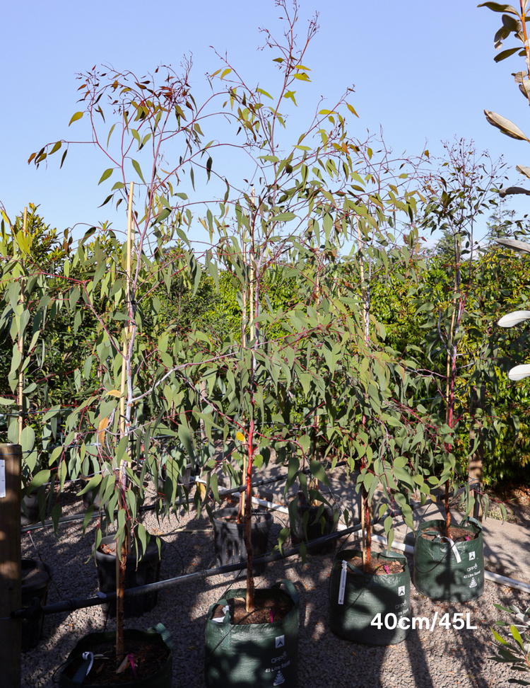 Eucalyptus caesia 'Silver Princess'