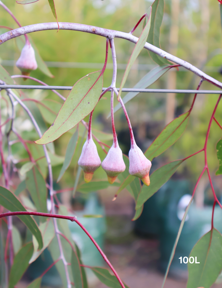 Eucalyptus caesia 'Silver Princess'