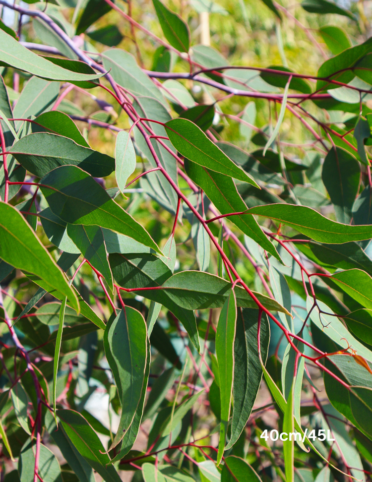 Eucalyptus caesia 'Silver Princess'